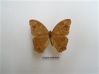 藏品(暮眼蝶)的圖片